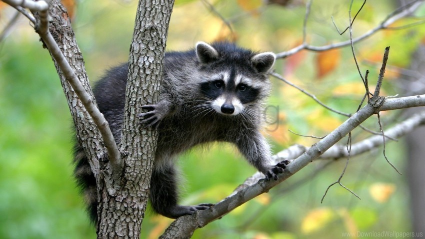 animal branches climbing raccoon trees wallpaper PNG pics with alpha channel