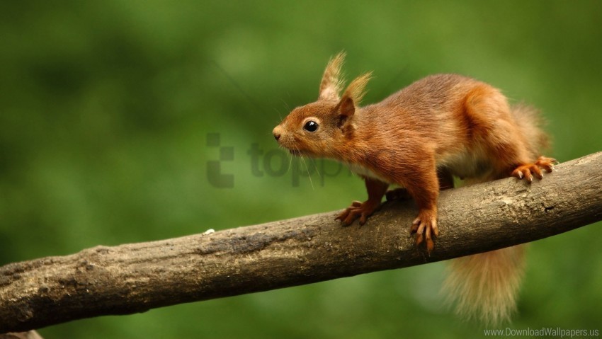 animal curiosity squirrel wallpaper CleanCut Background Isolated PNG Graphic