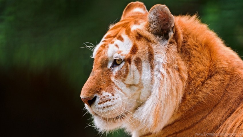 animal ears nose predator tiger wallpaper Clear background PNG images bulk