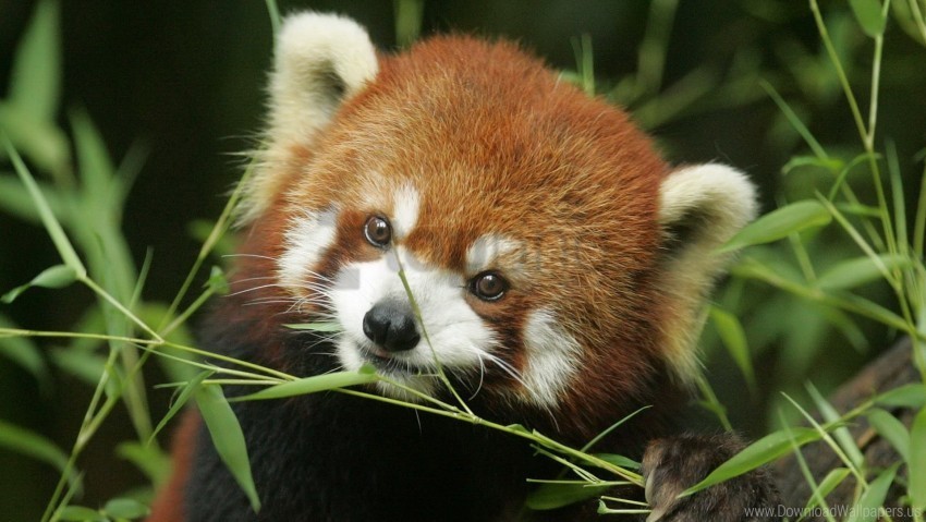 animal face grass red panda wallpaper Free PNG images with alpha channel
