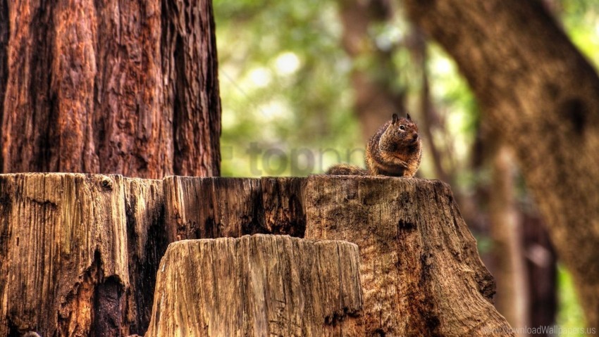 animal forest hemp sitting squirrel wallpaper Transparent PNG Illustration with Isolation