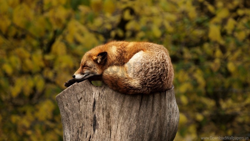 animal fox lying red sleep wallpaper Isolated Subject in HighQuality Transparent PNG