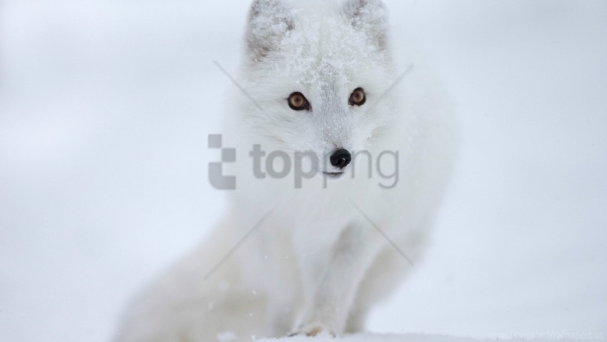 animal fox snow white wallpaper PNG design elements