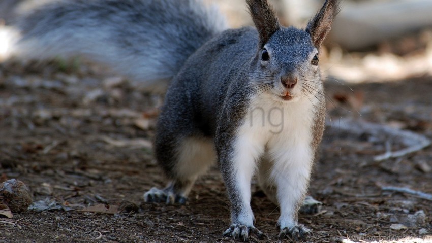 animal gray squirrel wallpaper PNG graphics for presentations