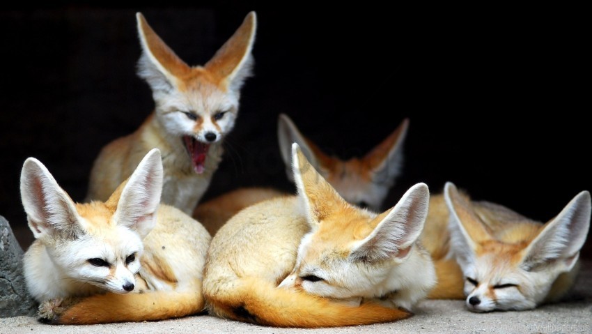 animals eared family fenech fox yawn wallpaper PNG for Photoshop