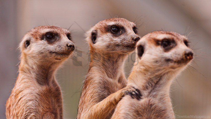 animals family meerkats three wallpaper PNG images free