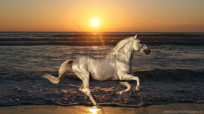 animals horse nature rides sea stallion wallpaper Transparent PNG images for printing