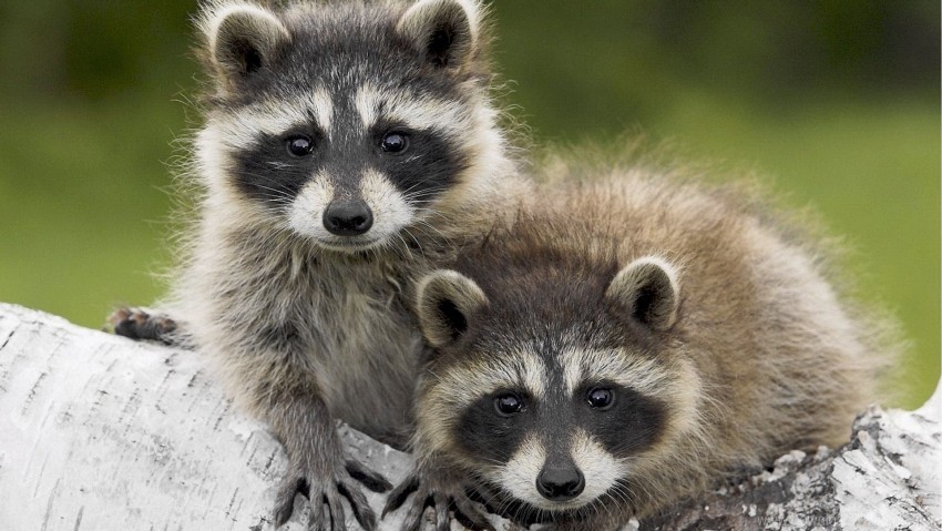 animals look raccoons steam wool wallpaper Images in PNG format with transparency