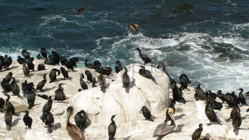 antarctica birds flock ice penguins wallpaper Free PNG