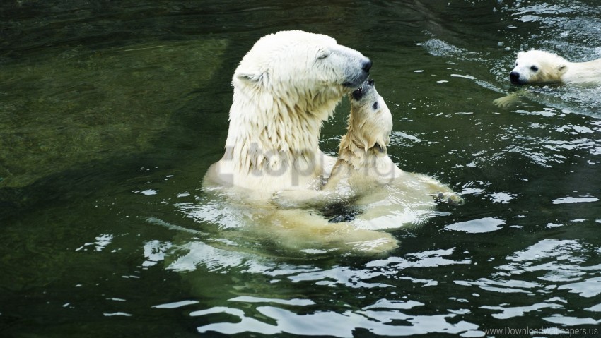 antarctica ice ocean polar bears wallpaper Transparent PNG stock photos