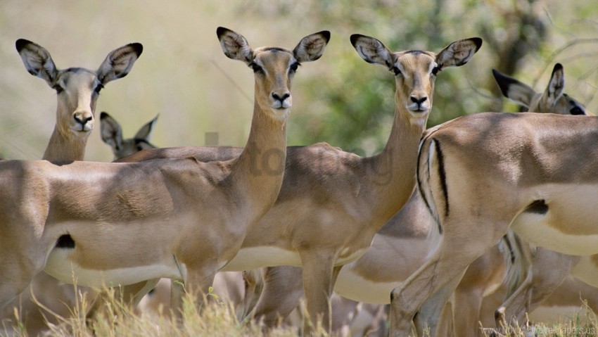 antelope herd walking young wallpaper Isolated Artwork on Clear Background PNG