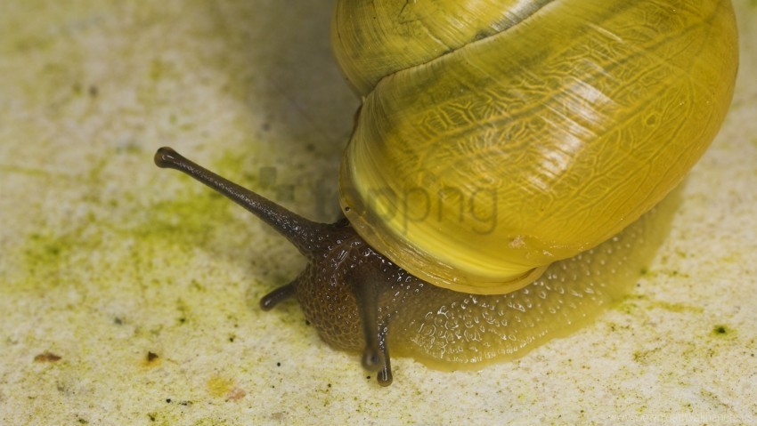 antennae eyes shell snail wallpaper PNG images with clear alpha layer
