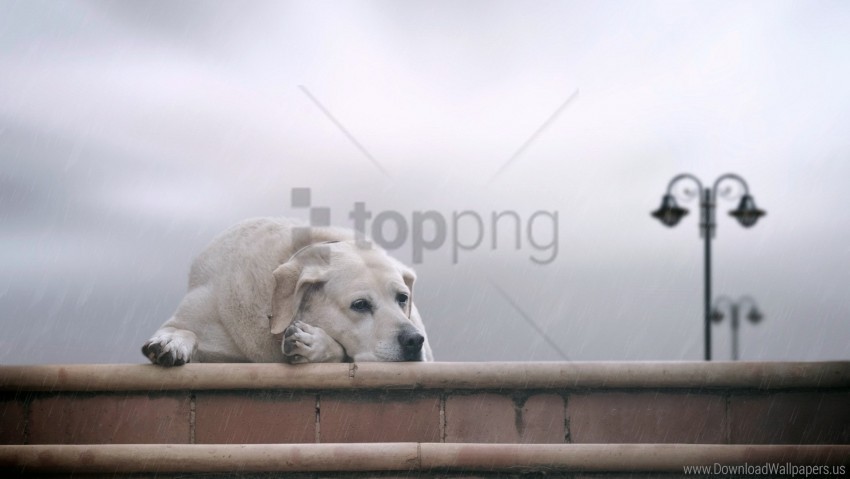 anticipation dogs labrador lie nebulae sadness wallpaper PNG Image with Isolated Subject