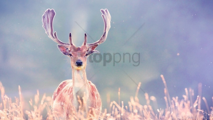 Antlers Blurring Deer Grass Walk Wallpaper Isolated Design Element In HighQuality PNG