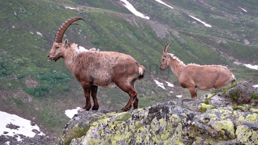 antlers cliff mountain mountain goats rocks wallpaper PNG images with clear background