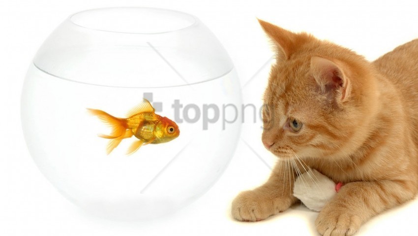 aquarium cat fish kitty wallpaper PNG with transparent overlay