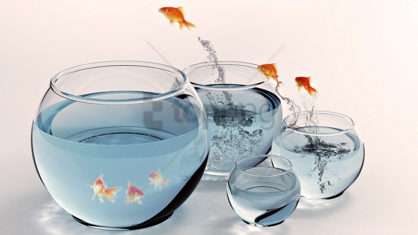 aquarium goldfish jump water wallpaper Isolated Icon on Transparent PNG