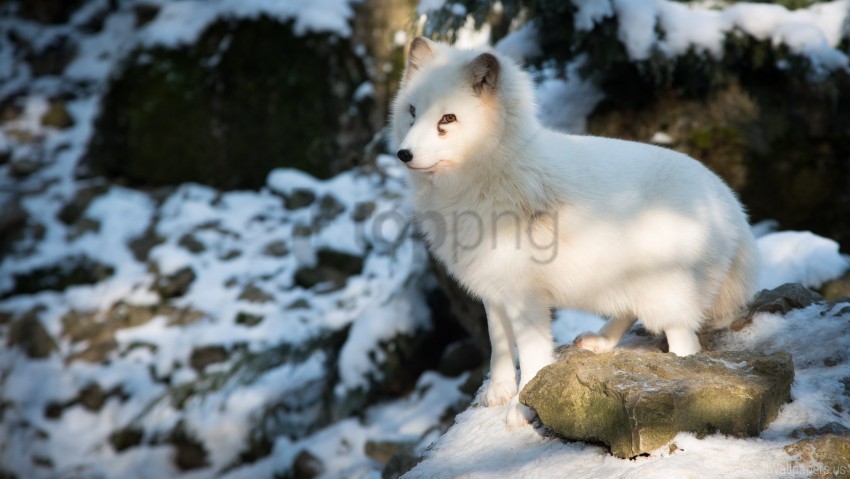 arctic fox fox polar fox white wallpaper PNG graphics with alpha transparency bundle