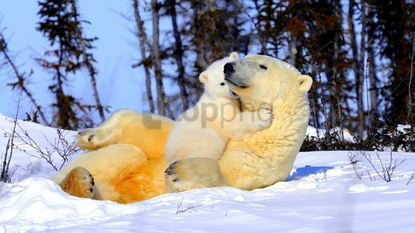 arms couple polar bear snow young wallpaper PNG with no cost