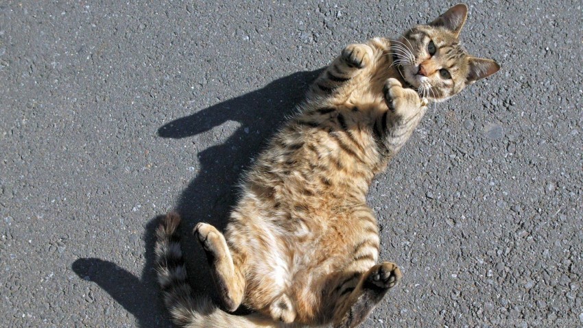 asphalt cat lying shadow tabby wallpaper PNG images with high transparency
