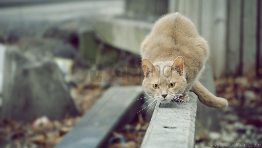 attention cat hunting street wallpaper PNG transparent stock images