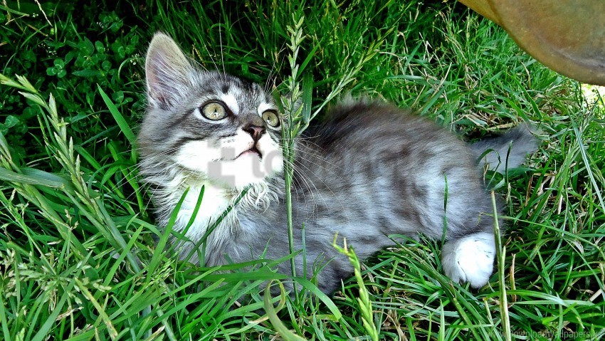 attentive grass kitten playful wallpaper PNG graphics with alpha transparency broad collection