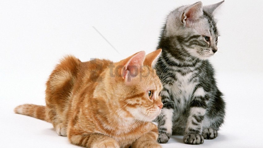 attentiveness couple kittens wallpaper PNG images with transparent canvas