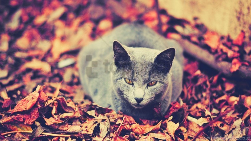 autumn cat dark leaves sit wallpaper Transparent Cutout PNG Isolated Element