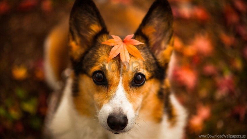 autumn dog face leaves wallpaper Free download PNG with alpha channel extensive images