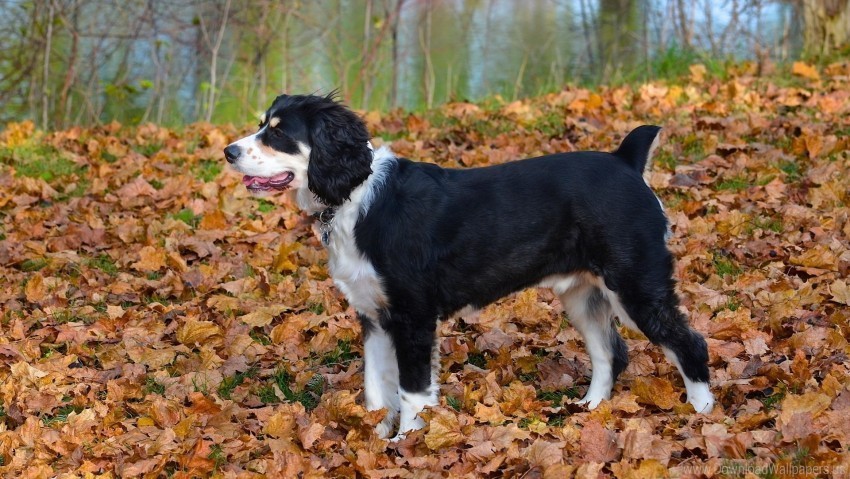 Autumn Dog Grass Leaves Wallpaper Isolated Subject On HighResolution Transparent PNG