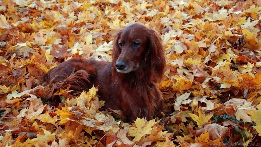 Autumn Dogs Fluffy Foliage Leaves Wallpaper Isolated Subject On HighResolution Transparent PNG