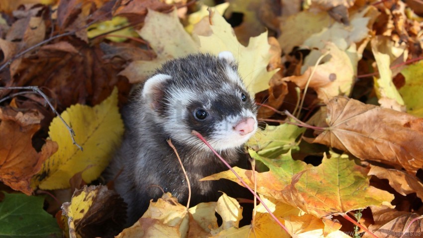 autumn ferret leaves muzzle wallpaper Isolated Subject with Clear Transparent PNG