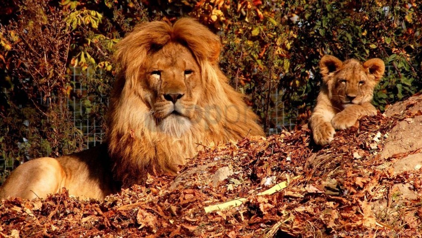 autumn lion lion cub son trees zoo wallpaper PNG transparent photos comprehensive compilation