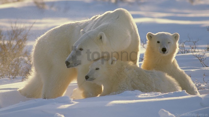 babies bears family polar bears wallpaper PNG graphics with clear alpha channel broad selection