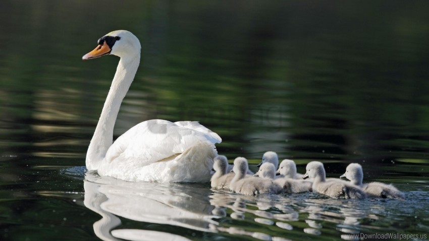 babies birds care family swans swimming wallpaper Isolated Icon with Clear Background PNG