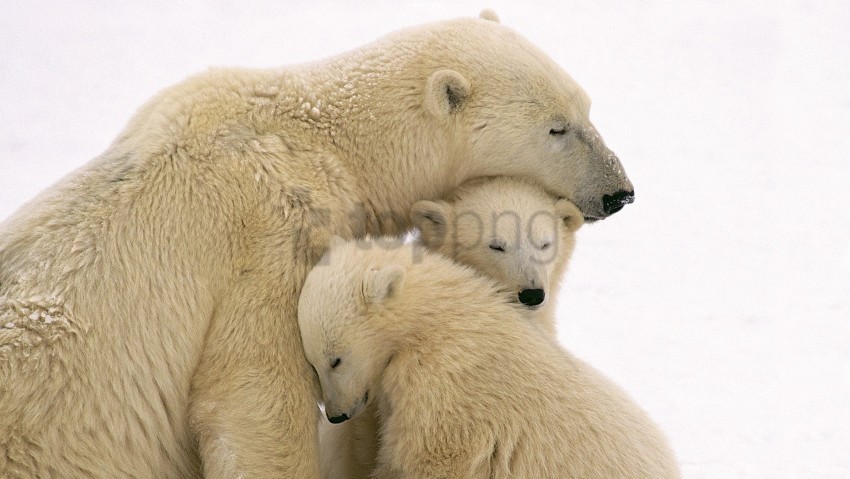 babies care family polar bears wallpaper Transparent background PNG images complete pack
