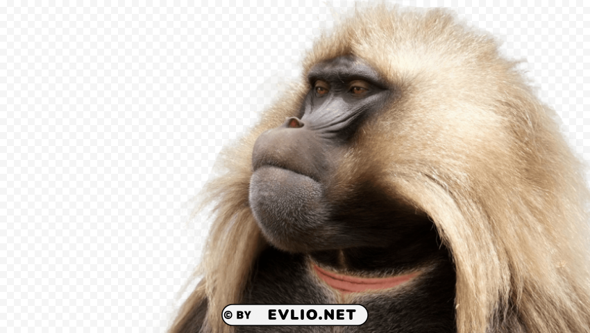 baboon free pictures Transparent Background Isolation in PNG Image