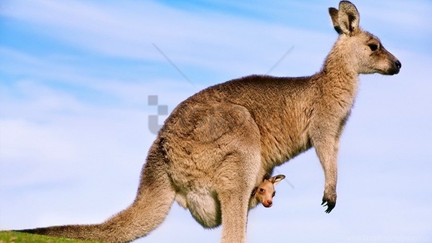 baby background kangaroo pro wallpaper PNG art