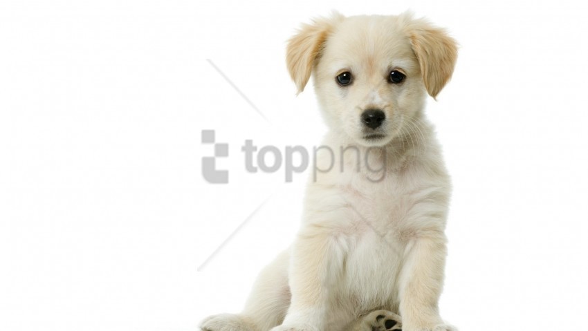 baby beautiful puppy sitting waiting white wallpaper Transparent PNG Isolated Subject