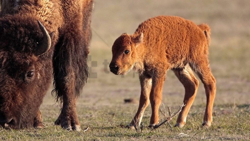 baby buffalo calf grass horn wallpaper PNG file with no watermark