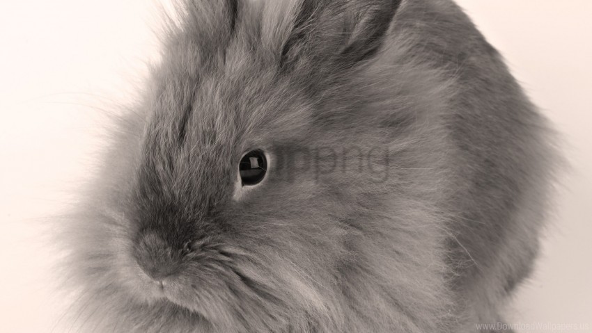 Baby Bunny Fluffy Gray Wallpaper Isolated Subject On Clear Background PNG