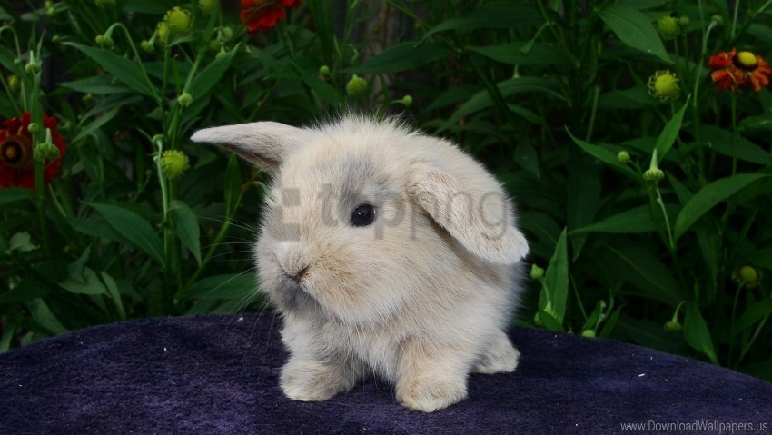 Baby Bunny Furry Wallpaper HighQuality Transparent PNG Isolated Graphic Element