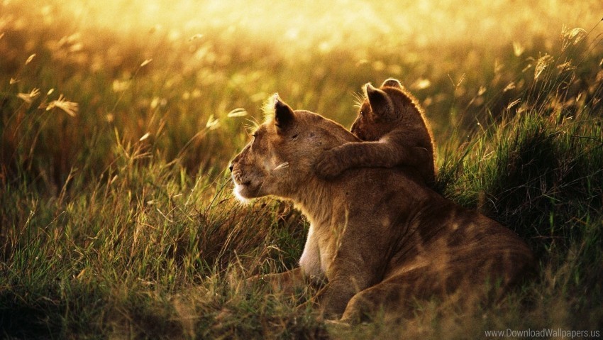 baby caring cub family lion lion cub sunshine wallpaper PNG file with alpha