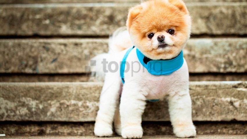 baby collars puppy shop wallpaper High-definition transparent PNG