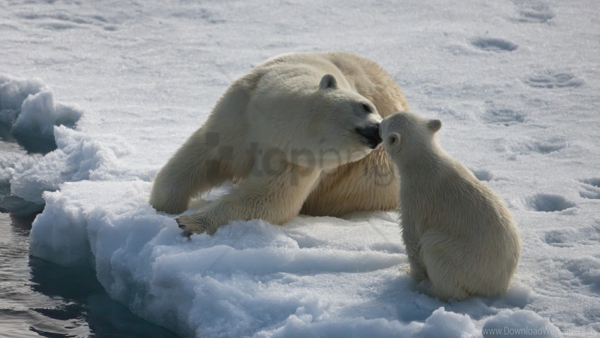 baby couple moisture polar bears snow winter wallpaper PNG Image with Isolated Icon