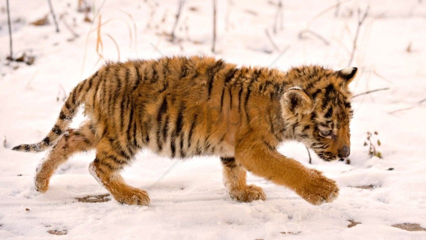 baby cub snow wallpaper Transparent PNG Image Isolation
