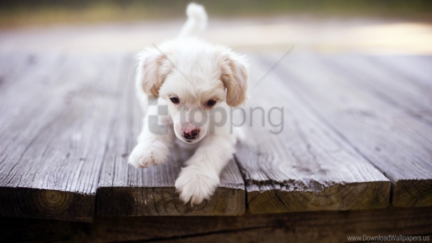baby dog puppy walk wood floor wallpaper PNG clipart