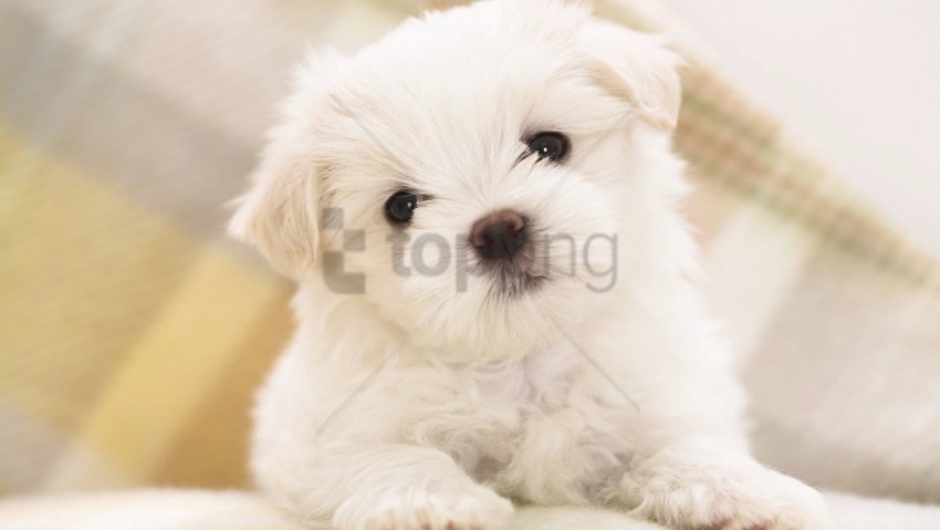 baby dog puppy white wallpaper PNG images transparent pack