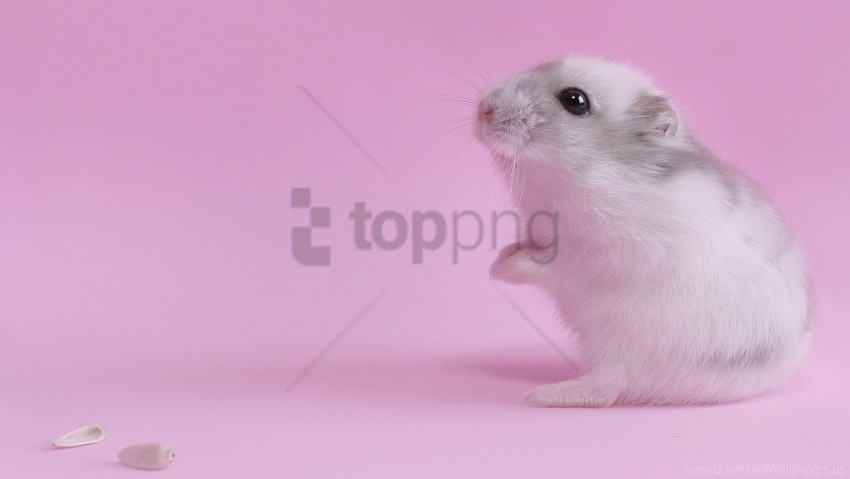 baby hamster pink seeds wallpaper PNG images with no background necessary