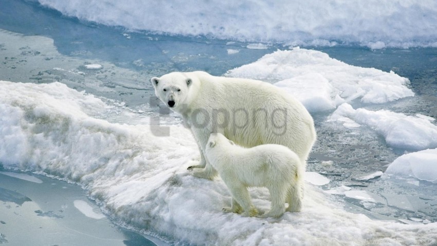 baby ice polar bears wallpaper Images in PNG format with transparency